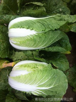 青岛阳光果蔬 玲珑黄小颗白菜配送与出口加工的绿色典范